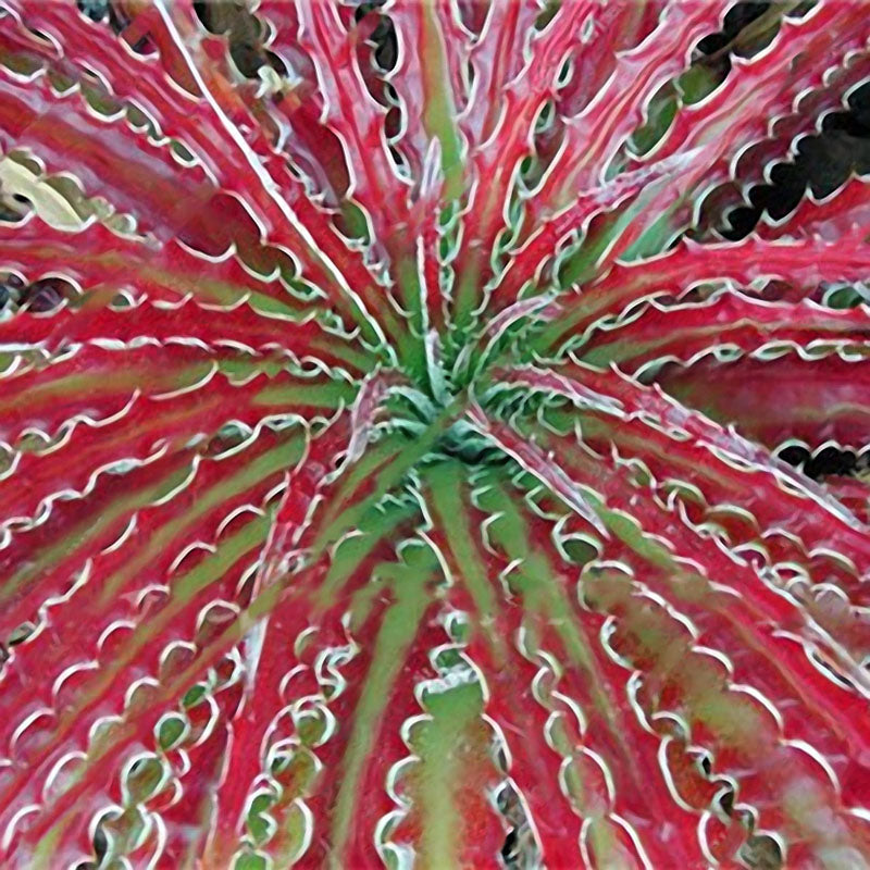 Egrow 100 PCS Garden Succulent Bonsai Various Lithops Seeds Living Stone Flower Cacti Cactus Plant