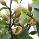 Egrow 30 Pcs/Pack Orchid Seeds Michelia Figo Tree Plant Michelia Figo Folwer Seeds