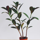 Egrow 50Pcs/Pack Indian Rubber Tree Seeds Rare Bonsai Ficus Elastica Plants Indoor Purify Air Anti Radiation Plant