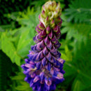 Egrow 100pcs Mix Color Lupine Bonsai Plants Seeds Annual Succulent Groundcover Flower Bonsais Potted Planting For Home Garden