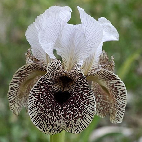 Egrow 50Pcs/Bag Rare Iris Tectorum Seeds Iris Bonsai Flower Seeds Heirloom Iris Tectorum Seeds