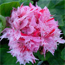 Egrow 100 PCS Geranium Seed Garden Potted Flower Seeds Perennial Courtyard Balcony Outdoor Plant