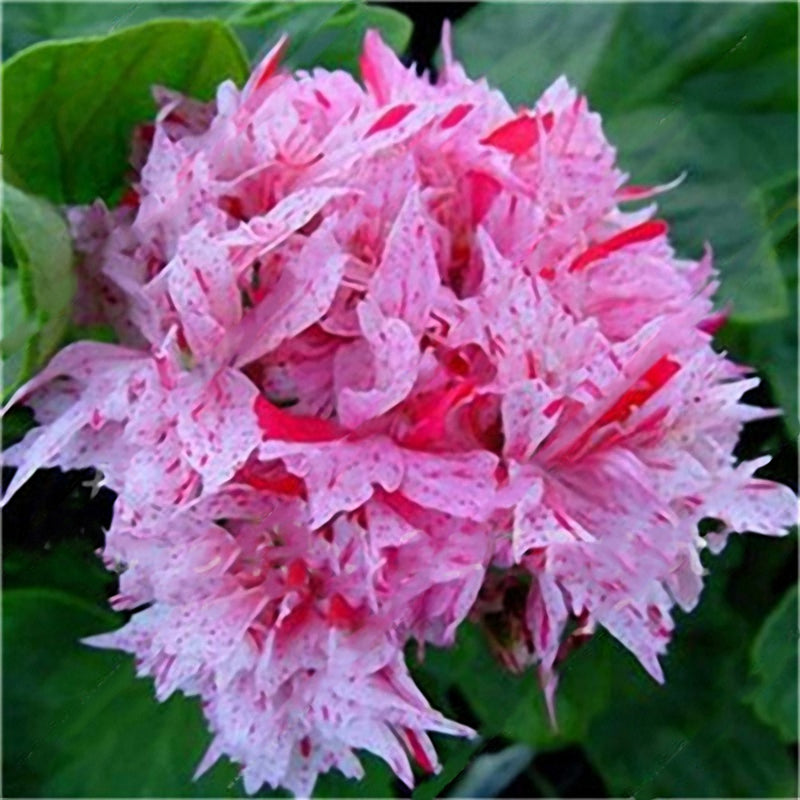 Egrow 100 PCS Geranium Seed Garden Potted Flower Seeds Perennial Courtyard Balcony Outdoor Plant