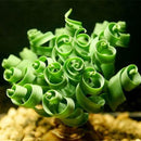 Egrow 100 Pcs/Pack Trachyandra Revoluta Seeds Home Balcony Potted Rare Plant Bonsai