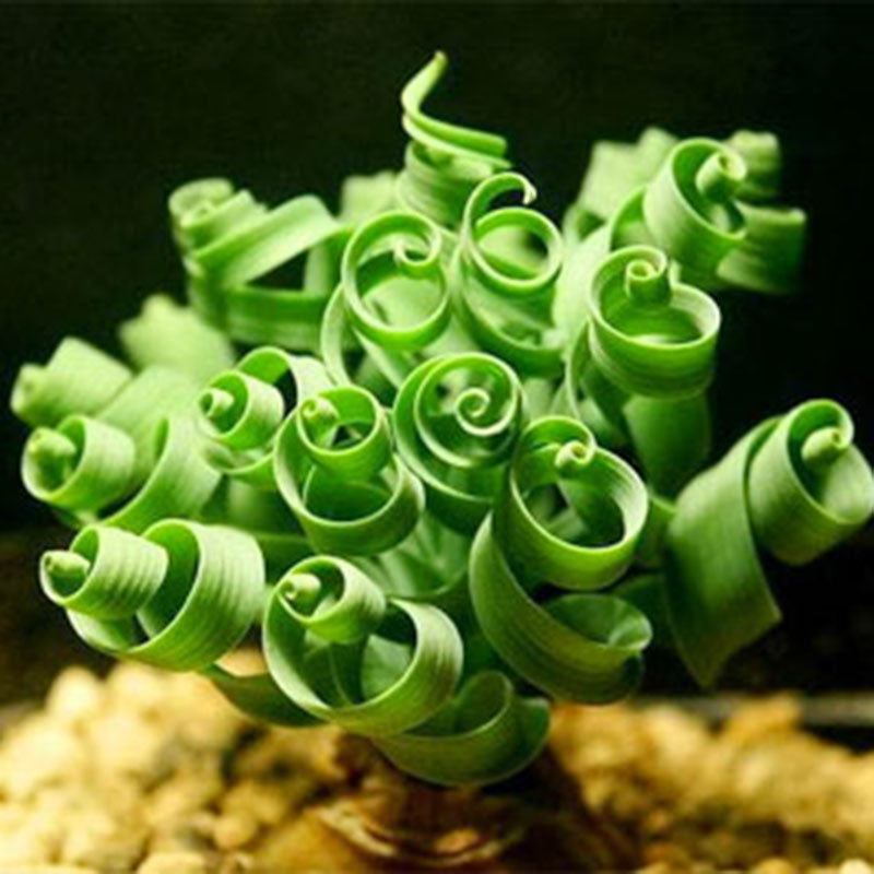 Egrow 100 Pcs/Pack Trachyandra Revoluta Seeds Home Balcony Potted Rare Plant Bonsai