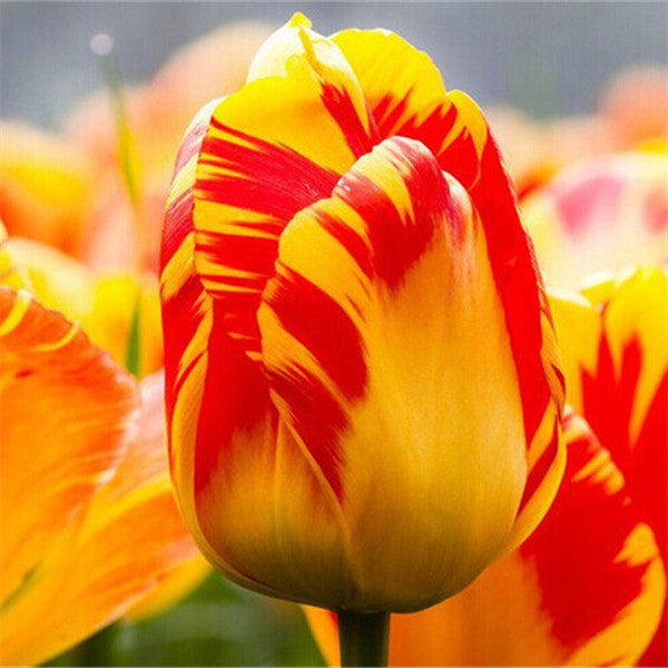 Egrow 120Pcs/Pack Tulip Flower Seeds Purple White Edge Flowers Perennial Home Garden Potted Plants