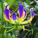 Egrow 50 Pcs/Pack Lily Seeds Garland Flame Lilium Brownii Flower Bonsai Balcony Bonsai Courtyard Plant Flowers Lily Plants