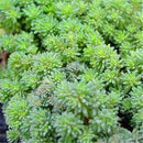 Egrow 100 Pcs/Pack Succulent Seeds Sedum Spanish Stonecrop Succulent Plantas Bonsai Plant DIY Home Garden Flower Plants
