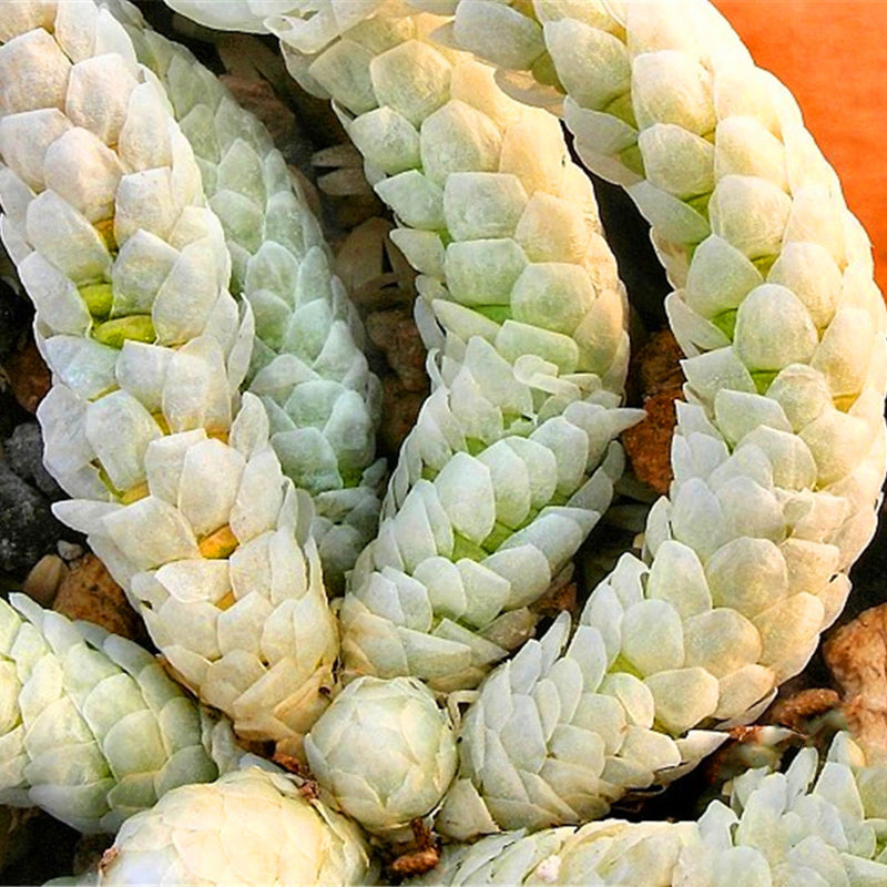 Egrow 100Pcs/Lot Cactus Seeds Cactus Flowers Plantas Rare Plant Bonsai Foliage Magical Garden & Home Flora