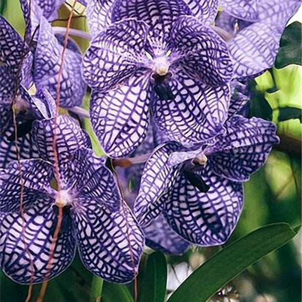 Egrow 100Pcs/Bag Cymbidium Orchid Seeds Butterfly Orchid Plant Flower Seeds Cymbidium Flower Plants