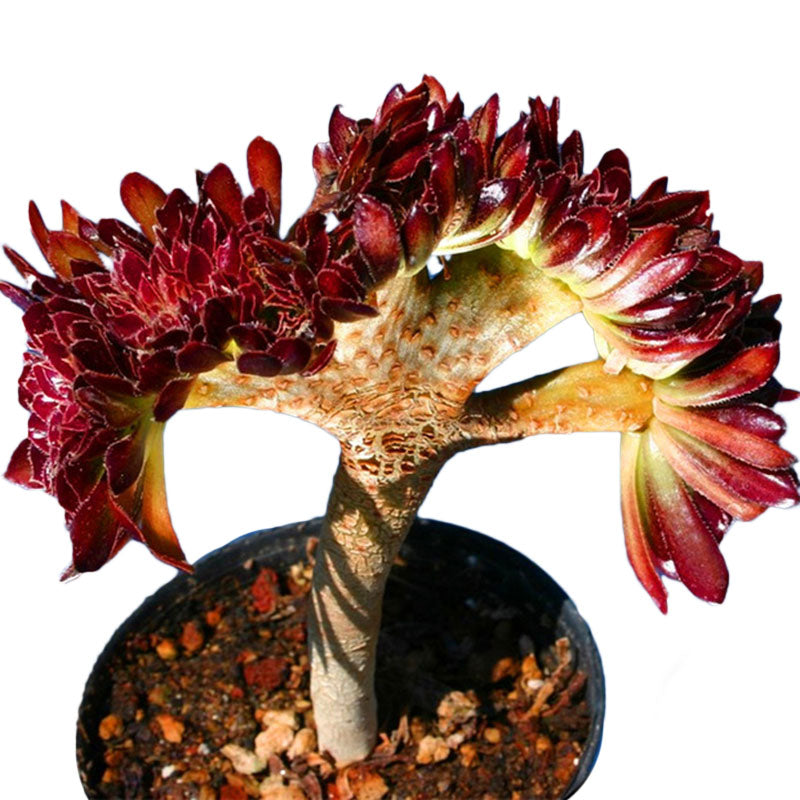 Egrow 100 PCS / Pack Cockscomb Seeds Succulents Bonsai Garden Cactus Flower