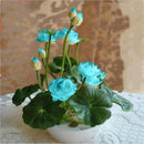 20 Pcs Bowl Lotus Seed Hydroponic Plants Aquatic Plants Flower Seeds Pot Wa B7W2