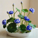 20 Pcs Bowl Lotus Seed Hydroponic Plants Aquatic Plants Flower Seeds Pot Wa B7W2