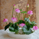 20 Pcs Bowl Lotus Seed Hydroponic Plants Aquatic Plants Flower Seeds Pot Wa B7W2
