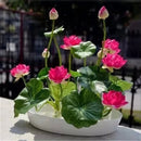 20 Pcs Bowl Lotus Seed Hydroponic Plants Aquatic Plants Flower Seeds Pot Wa B7W2