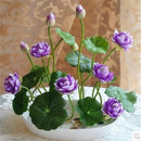 20 Pcs Bowl Lotus Seed Hydroponic Plants Aquatic Plants Flower Seeds Pot Wa B7W2