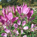 Egrow 100 Pcs/Pack Spiderflowe Seeds Bonsais Balcony Garden Greening Project Greening Bonsais Planting Potted Plants