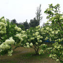 Egrow 30 Pcs/Pack Viburnum Macrocephalum Tree Seeds Flower Seeds Home Garden Decoration