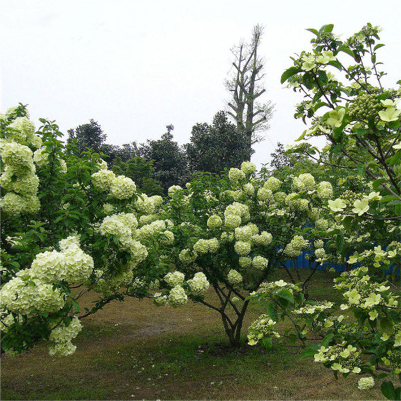Egrow 30 Pcs/Pack Viburnum Macrocephalum Tree Seeds Flower Seeds Home Garden Decoration