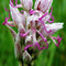 20Pcs Naked Male Orchid Garden Magic Seeds Orchis italica Home Office Potted Plants