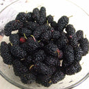 100Pcs Black Mulberry Seeds Morus Nigra Tree Garden Bush Seeds DIY Home Garden Bonsai