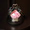 Eternal Flower Fresh Preserved Rose with Glass Bottle Cover Wedding Home Birthday Party Decorations