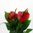 Artificial Silk Flowers Anthurium Plant Home Table Decoration