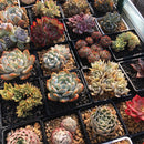 2 3 4 Inches Square Plastic Succulents Planter Pots Plant Flower Pot Meshpot