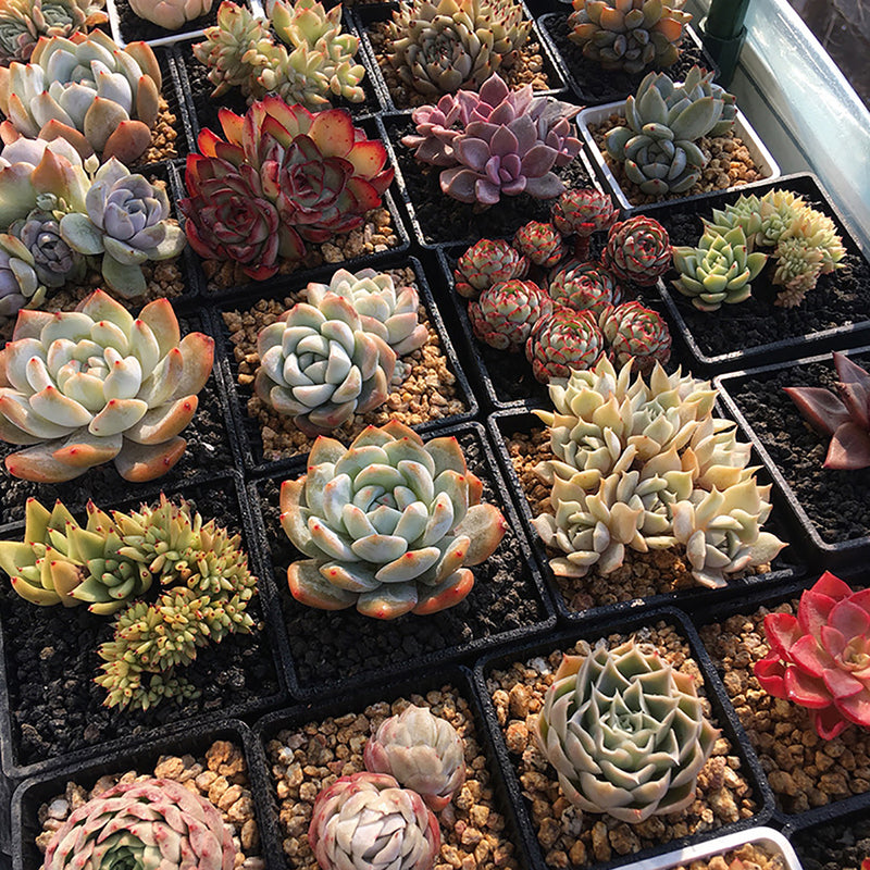 2 3 4 Inches Square Plastic Succulents Planter Pots Plant Flower Pot Meshpot