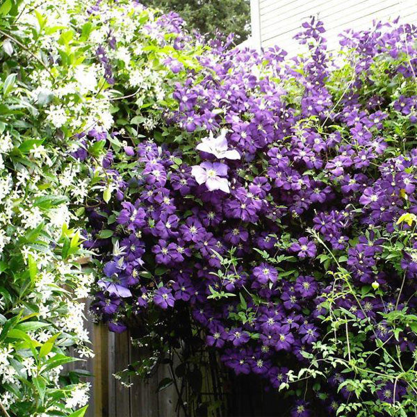 Egrow 100Pcs Home Gardening Clematis Floride Thunb Flower Seeds Home Bonsai Plant