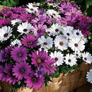 30Pcs African Blue Eyed Daisy Seeds Osteospermum Seeds Mix Color Flower
