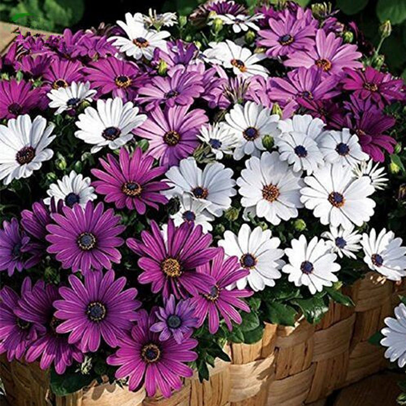 30Pcs African Blue Eyed Daisy Seeds Osteospermum Seeds Mix Color Flower