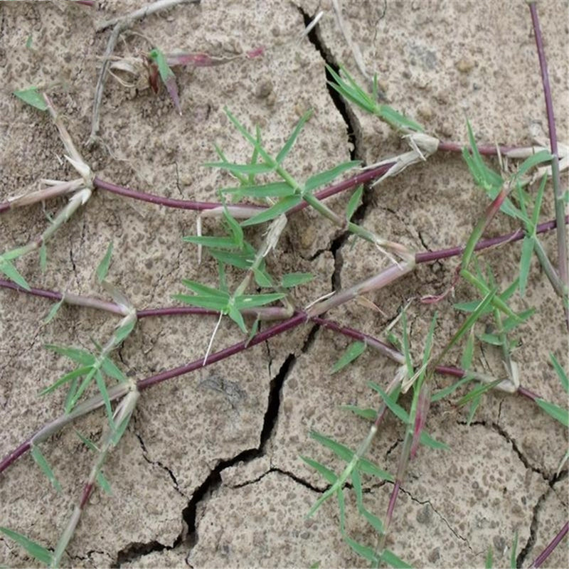 Egrow 500 Pcs/Pack Cynodon Dactylon Grass Seeds Cynodon Dactylon Grass Semente Plant Garden Lawn Grass Cynodon