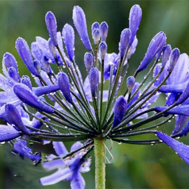 Egrow 100 Pcs/Pack Agapanthus Seeds Agapanthus Africanus Bonsai Home Garden Flower Drought Tolerant