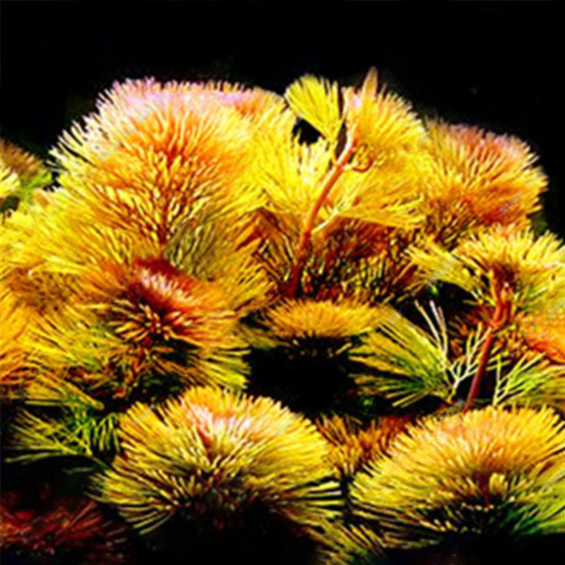 Egrow 1000 PCS Aquarium Plant Seeds Pine Tree Semillas Raras Plantas Aquatic Fish Tank Trees