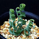 Egrow 100 Pcs/Pack Trachyandra Revoluta Seeds Home Balcony Potted Rare Plant Bonsai