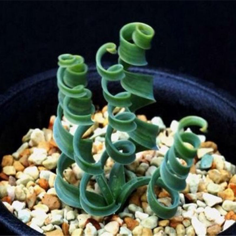 Egrow 100 Pcs/Pack Trachyandra Revoluta Seeds Home Balcony Potted Rare Plant Bonsai