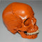 1:1 Life Size Human Anatomical Anatomy Resin Head Skeleton Skull Medical Teaching Model