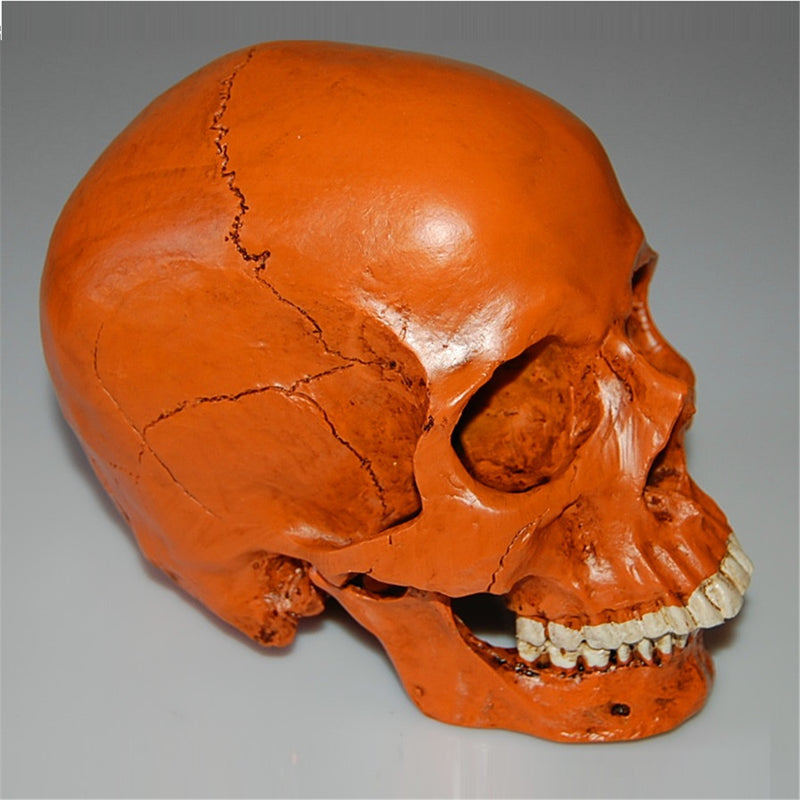 1:1 Life Size Human Anatomical Anatomy Resin Head Skeleton Skull Medical Teaching Model
