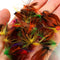 ZANLURE 32pcs Mixed Trout Flies Lure Fly Fishing Tackle with Box