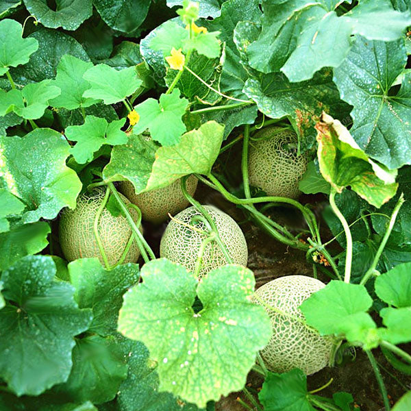 Egrow 50Pcs/Pack Cantaloupe Seeds Honey Yellow Flesh Sweet Melon Fruit Seed Summer Muskmelon Plants