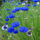 Egrow 100Pcs/Pack Blue Cornflower Centaurea Cyanus Seeds Balcony Patio Garden Flowers Potted Bonsai Plant Seed