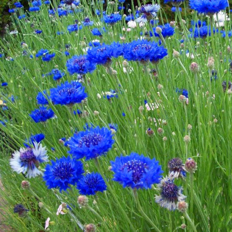Egrow 100Pcs/Pack Blue Cornflower Centaurea Cyanus Seeds Balcony Patio Garden Flowers Potted Bonsai Plant Seed