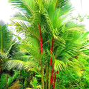 Egrow 100Pcs/Pack Colorful Palm Tree Seeds Bonsai Bamboo Seeds Home Garden Tree Seeds