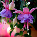 30PCS Fuchsia Hybrida Voss Seeds Potted Ornamental Plants Garden Bonsai