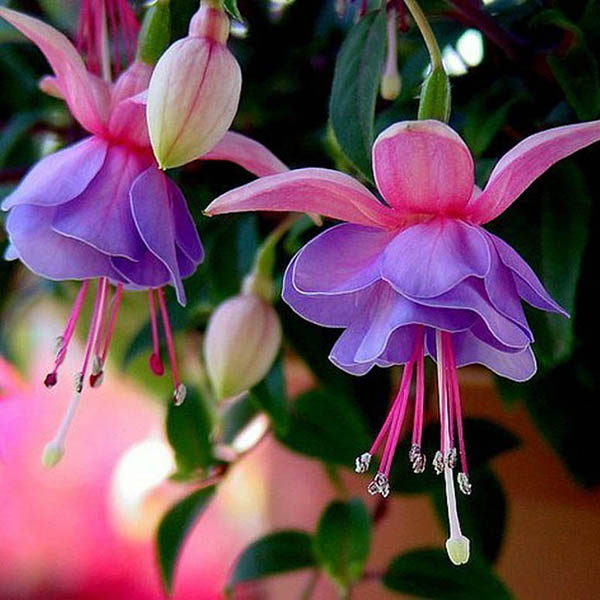 30PCS Fuchsia Hybrida Voss Seeds Potted Ornamental Plants Garden Bonsai