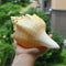 Large 17-20cm Natural Conch Shells Coral Sea Snail Fish Tank Home Ornament Decorations