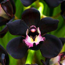 Egrow 100Pcs/Bag Black Cymbidium Seeds Unique Black Cymbidium Faberi Flower Bonsai Garden Seeds