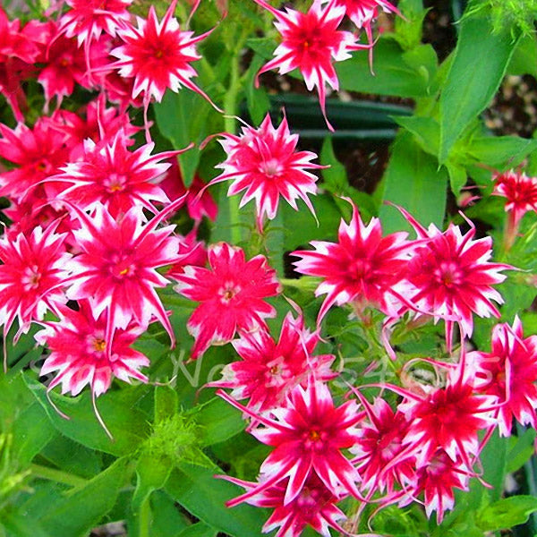 Egrow 50Pcs/Pack Phlox Flower Seeds Garden Courtyard Bonsai Potted DIY Plants Flower Seeds