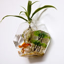 Wall-mounted Hexagon Flower Plant Glass Vase Home Garden Wedding Party Decoration